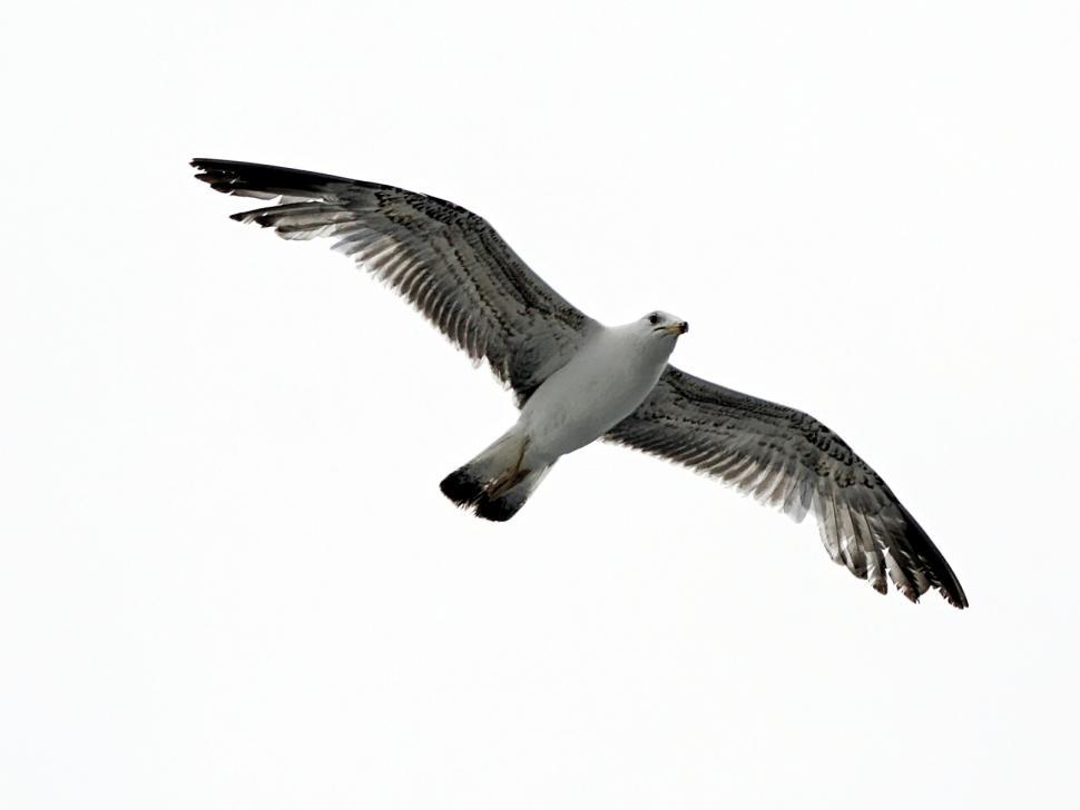 Free Image of The seagull 