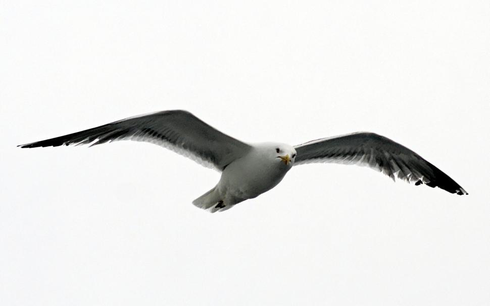 Free Image of The seagull 