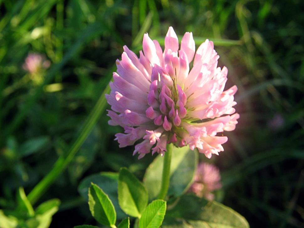 Free Stock Photo Of Flowers 