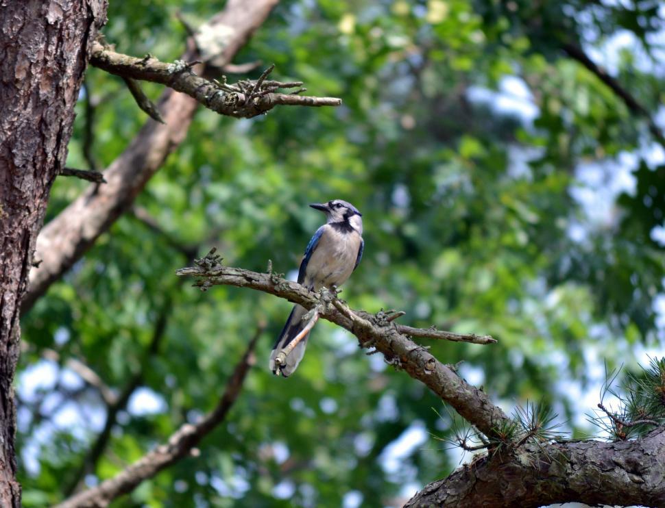 Free Image of Blue Jay Bird 