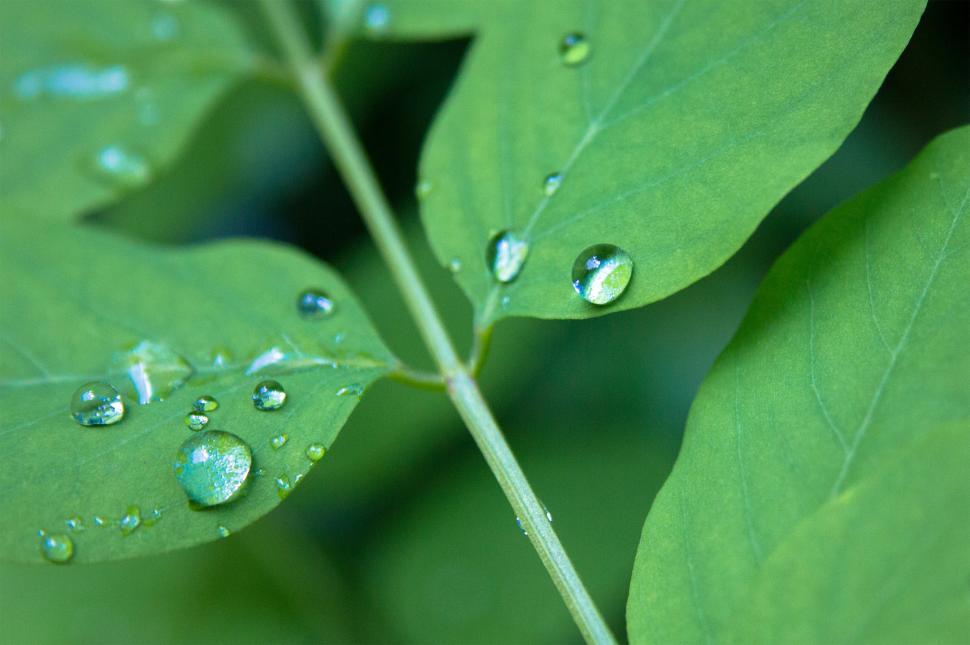 Free Image of Water drop 