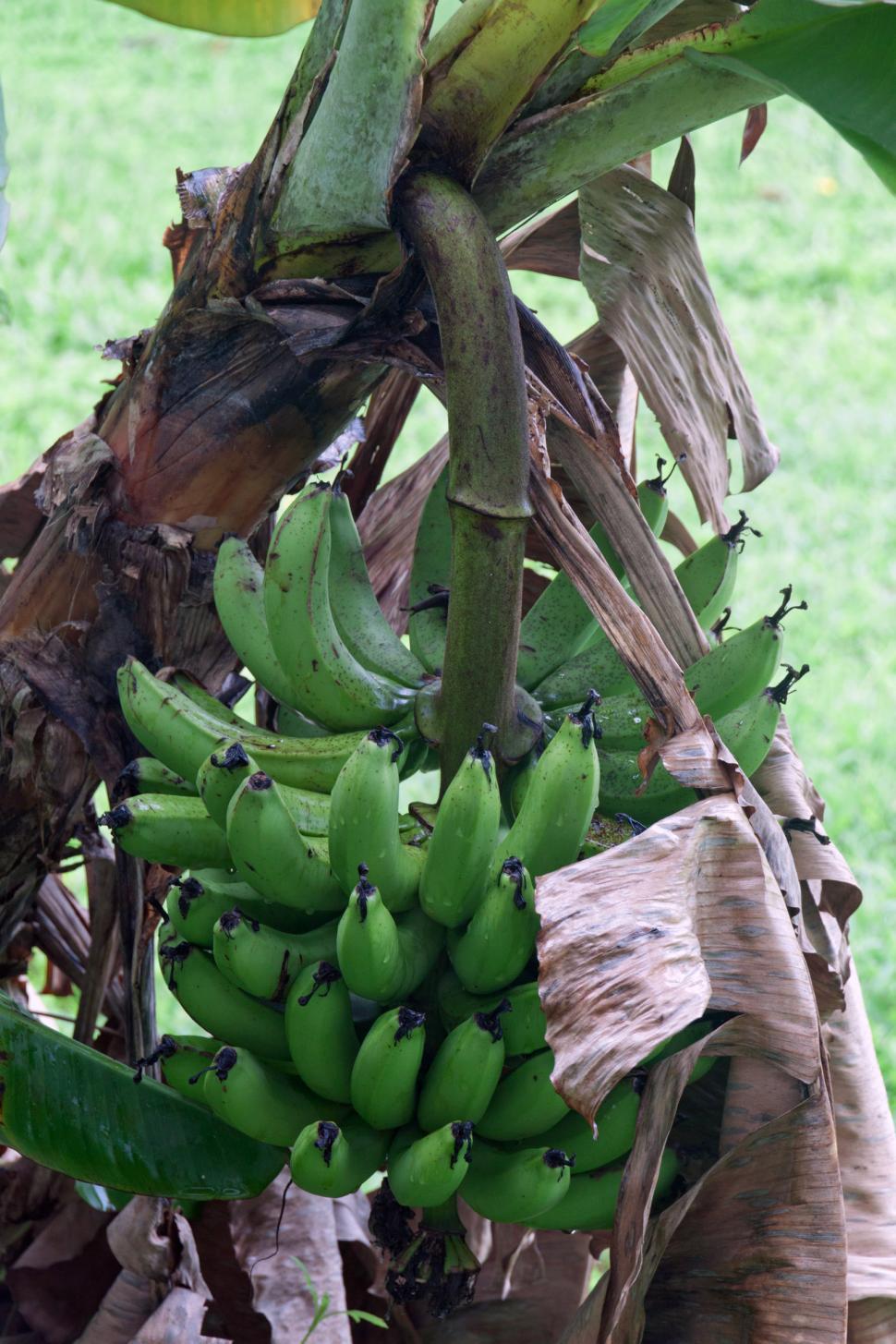 Free Stock Photo Of Banana 