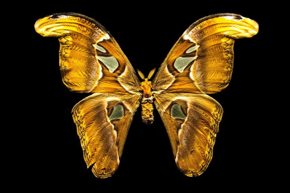 Free Image of Butterfly with open wings 
