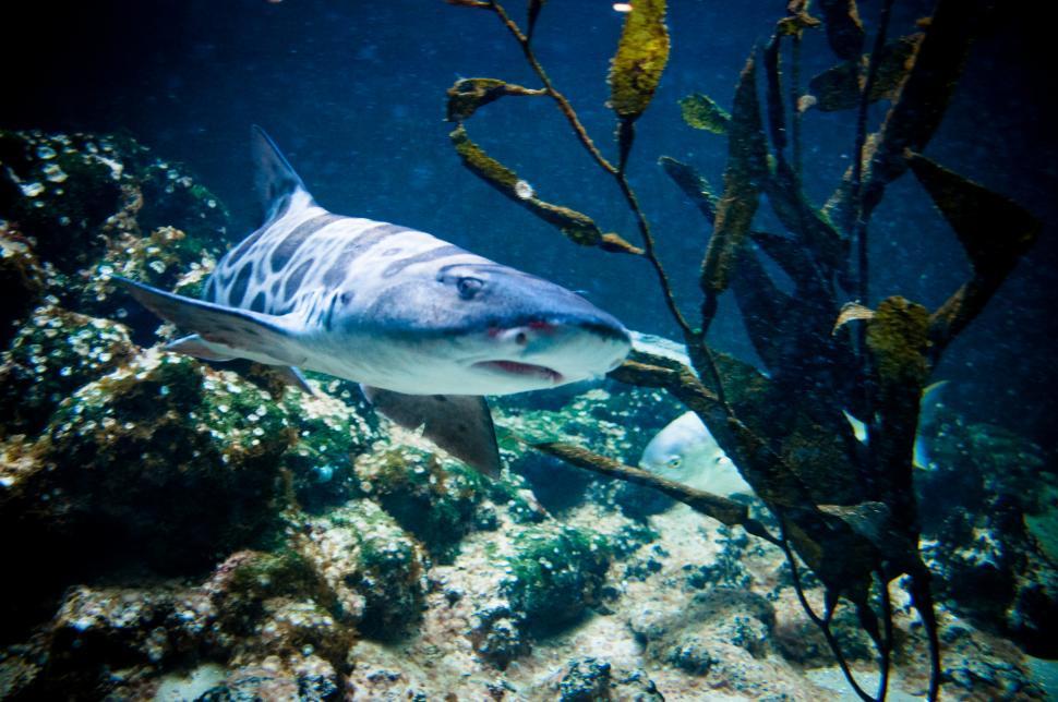 Free Image of shark swimming  