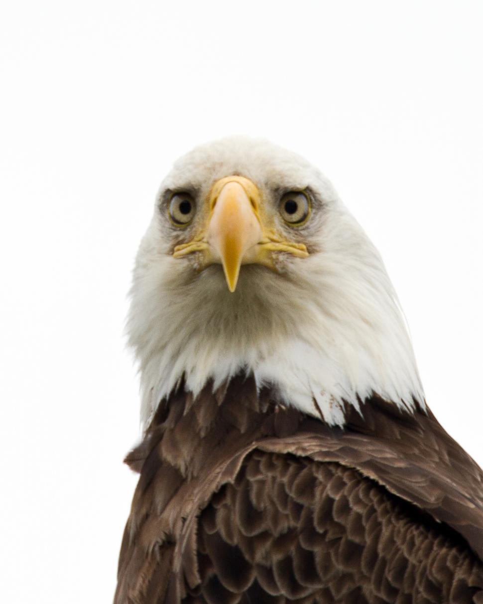 Free Stock Photo of Bald Eagle face  Download Free Images and Free  Illustrations