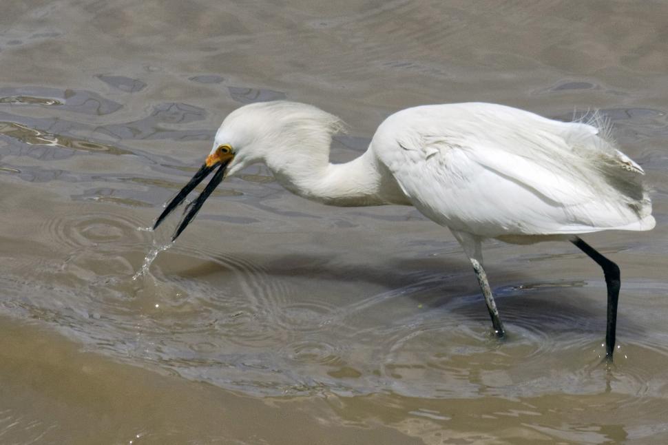 Free Stock Photo of Snowy Egret | Download Free Images and Free ...