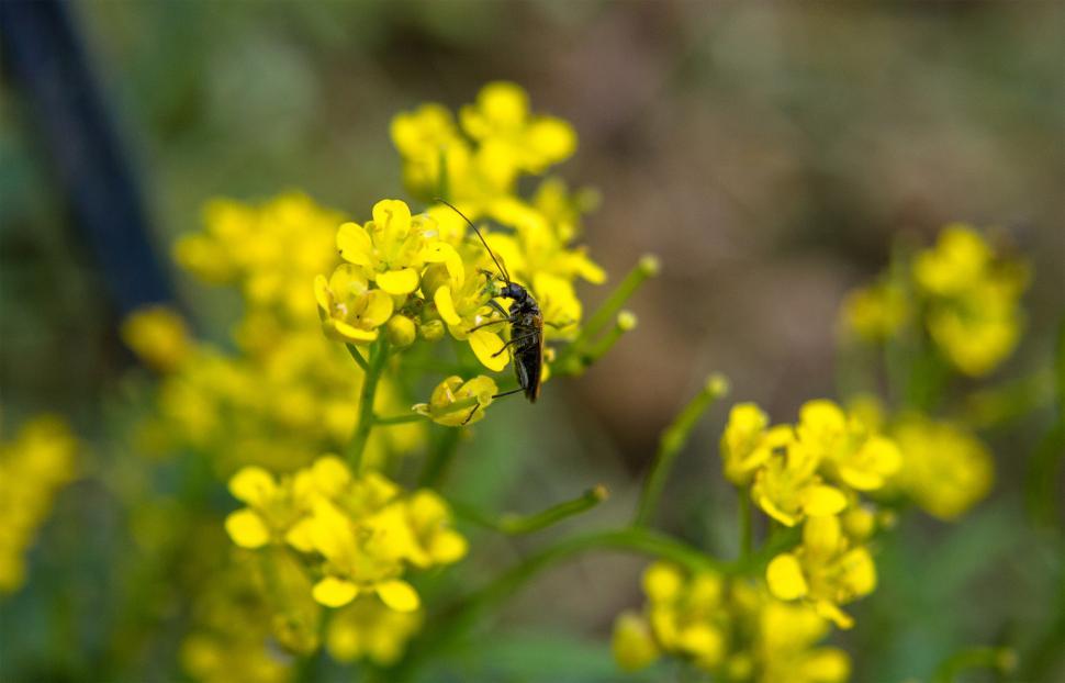 Free Image of Bug on a flower. 