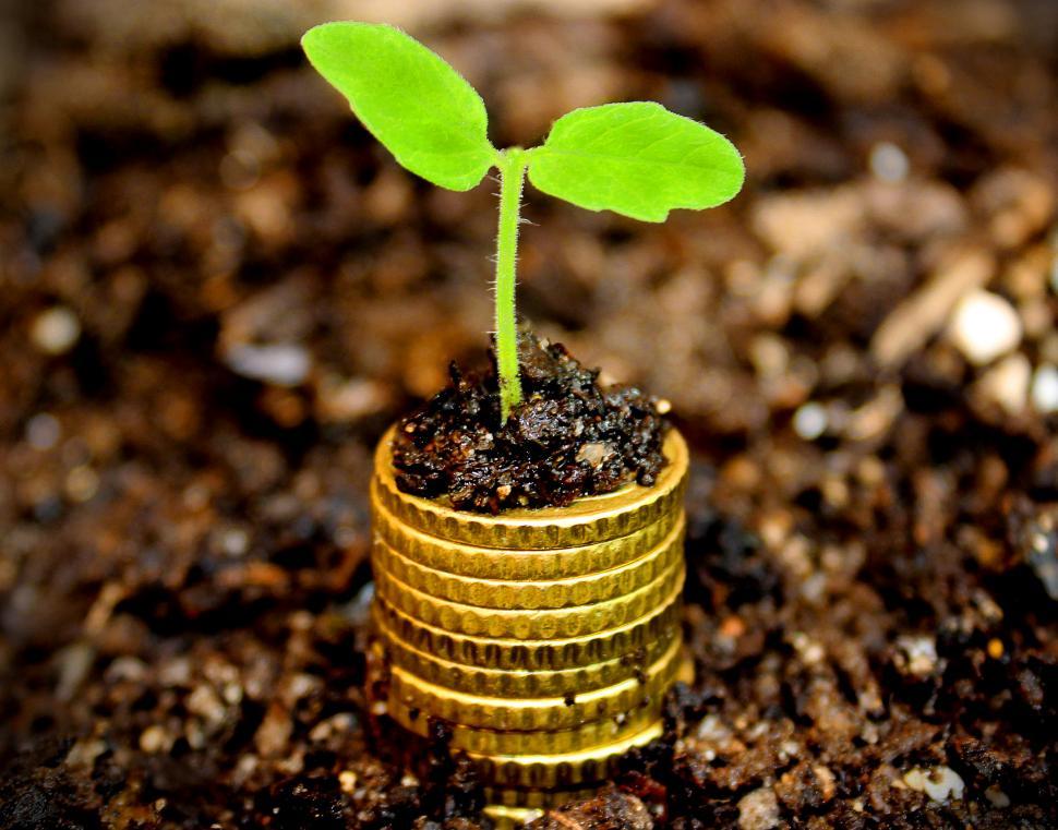 Money growth concept - Coins in the soil with young plant