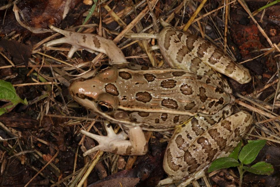 Free Image of Leopard Frog 