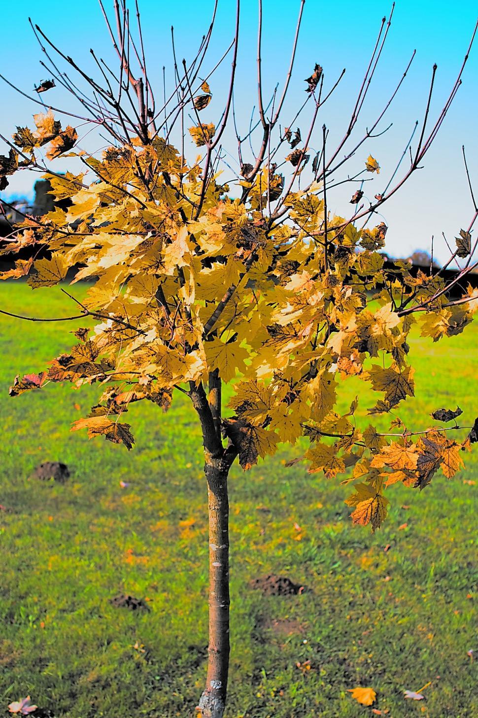 Free Image of Yellow tree 