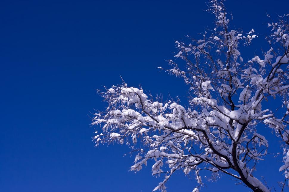 Free Stock Photo of white winter tree and blue sky | Download Free ...