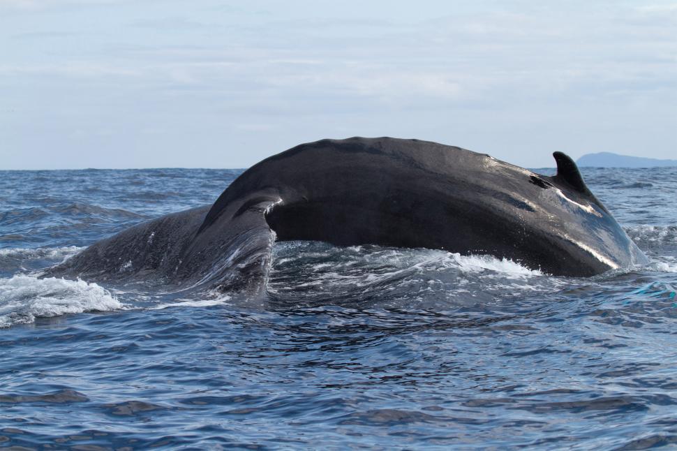 Free Stock Photo of Whale tail | Download Free Images and Free ...