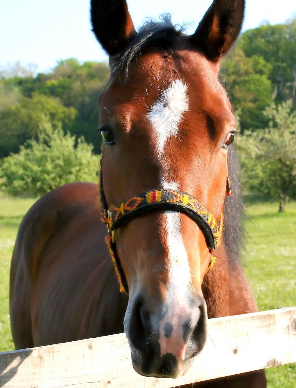 Free Image of Horse portrait 