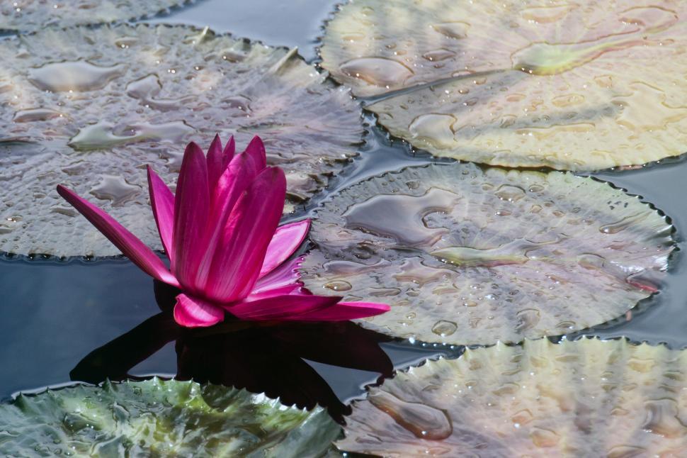 Free Image of Water lilly 