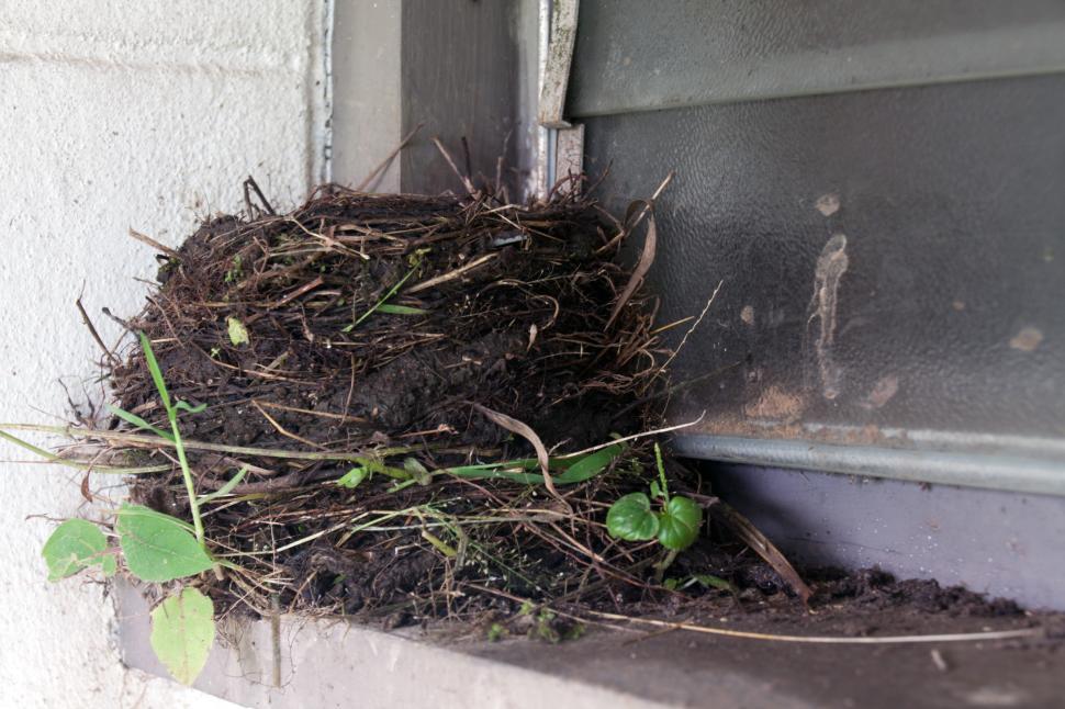 Free Image of Nest 