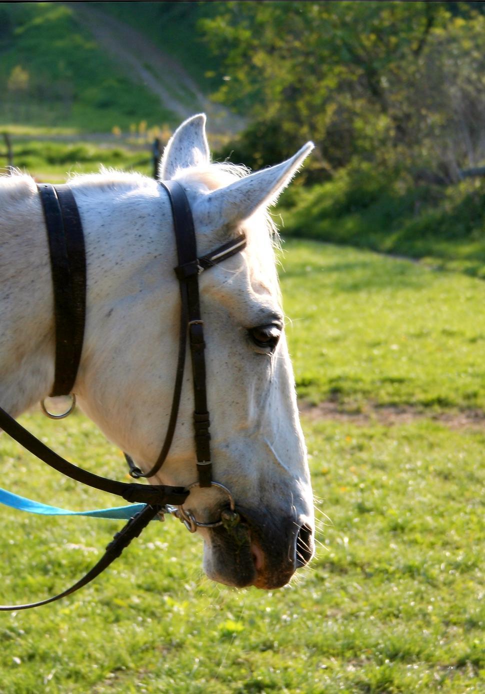 Free Stock Photo of White horse Download Free Images and Free