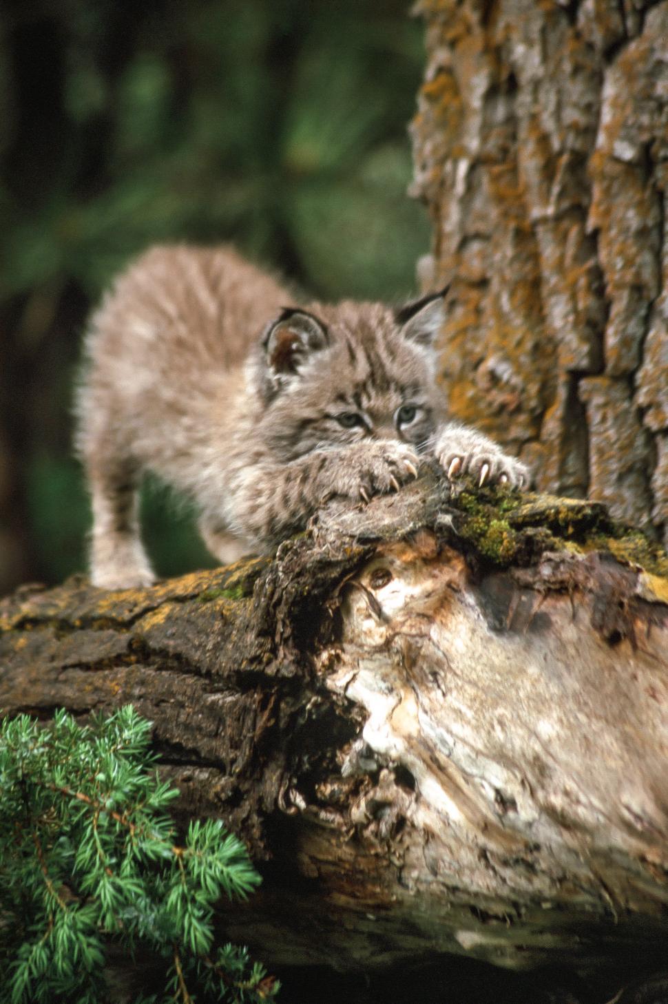 Free Stock Photo of Bobcat kitten sharpens claws | Download Free Images and  Free Illustrations, image size:970x1458