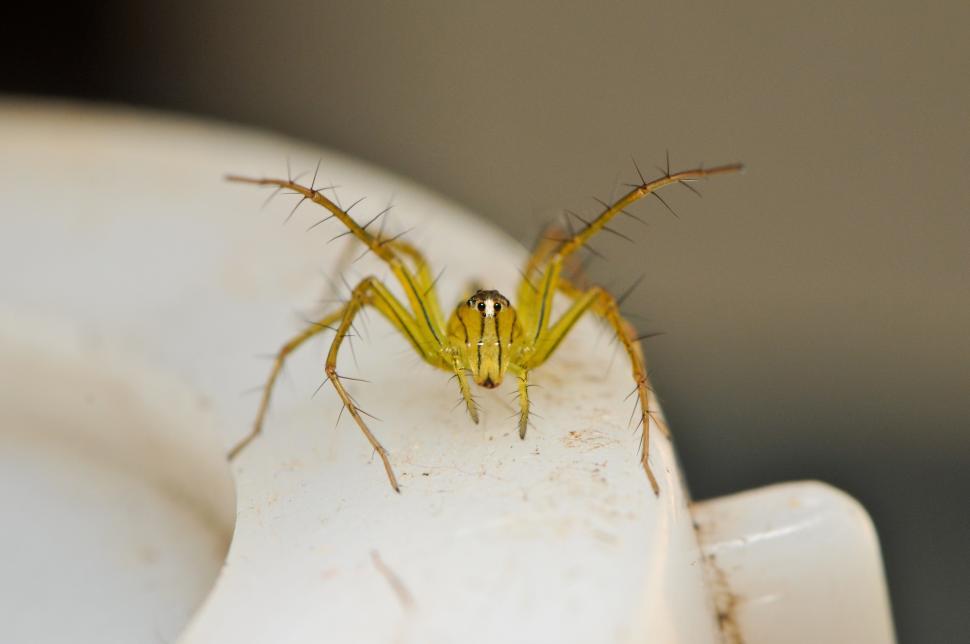 Free Image of Spider 
