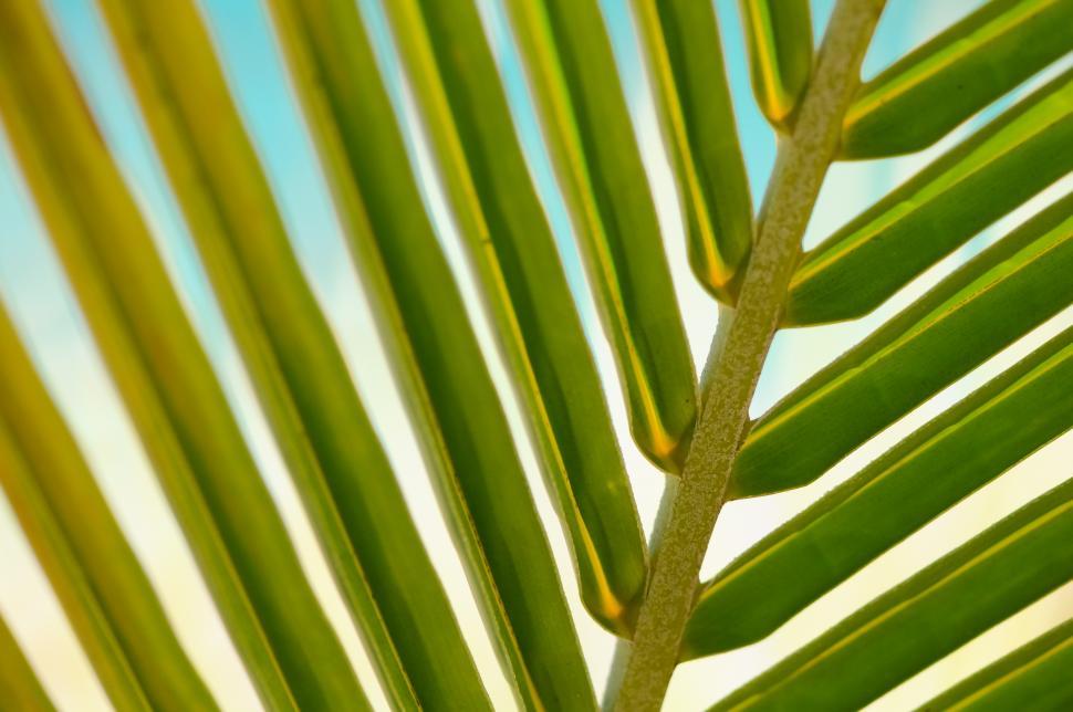 Free Image of Plant background 