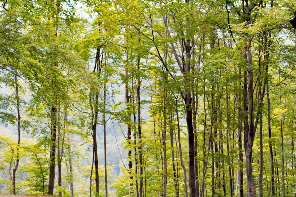Free Stock Photo of Spring forest | Download Free Images and Free ...