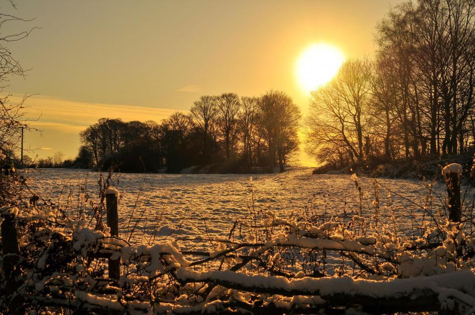 Free Image of Sun sets behind the trees 
