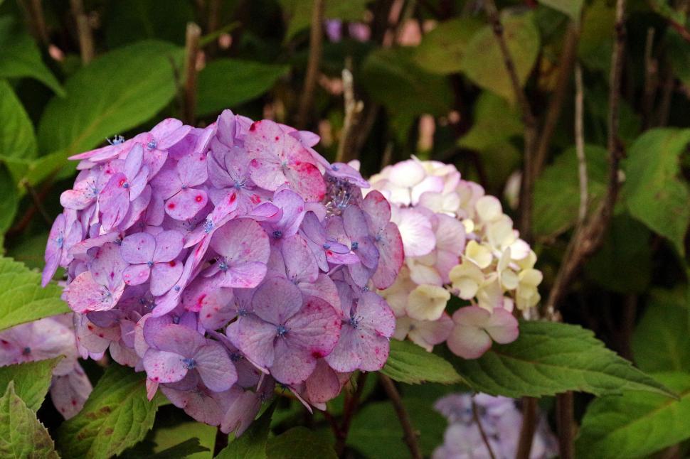 Free Image of Hydrangeas Red Flowers Closeup 