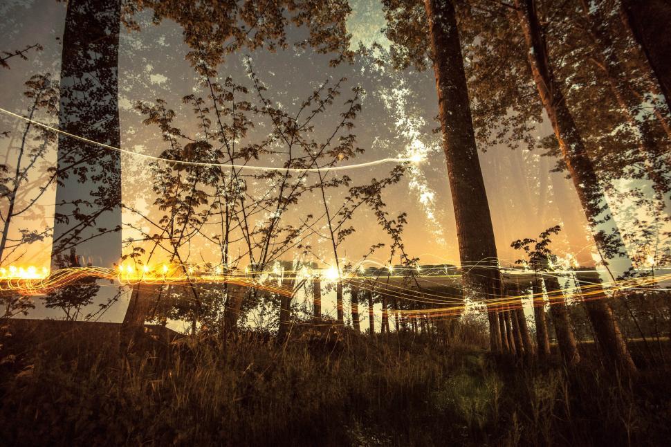 Free Image of Sunlight on trees in the forest 