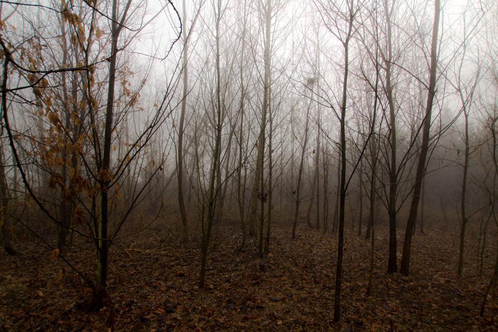 Free Image of Trees in autumn 