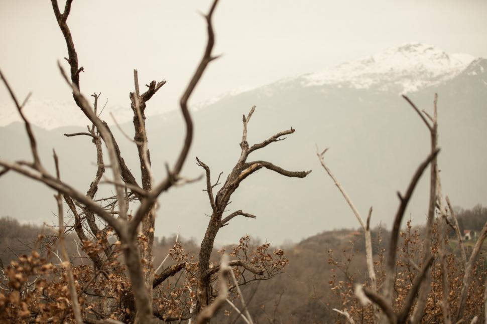 Free Image of Tree branches 