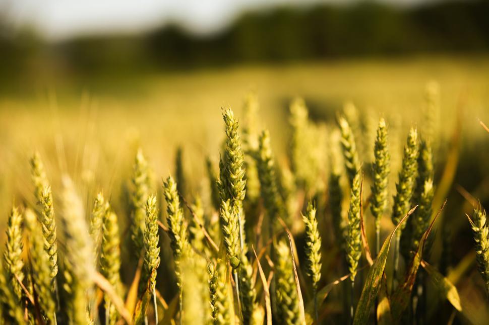 Golden Wheat Field At Sunset HD wallpaper for Galaxy S5 | Field wallpaper,  Nature wallpaper, Nature iphone wallpaper