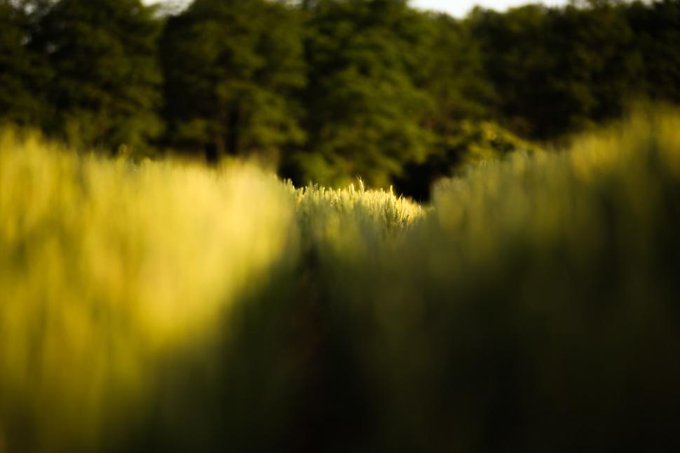 Free Image of Golden wheat field  