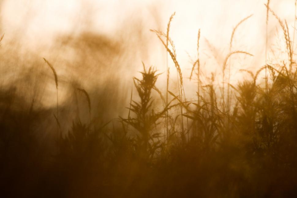 Free Stock Photo of Golden wheat field | Download Free Images and Free ...