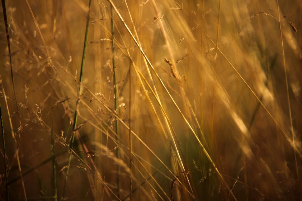 Free Stock Photo of Golden wheat field | Download Free Images and Free ...