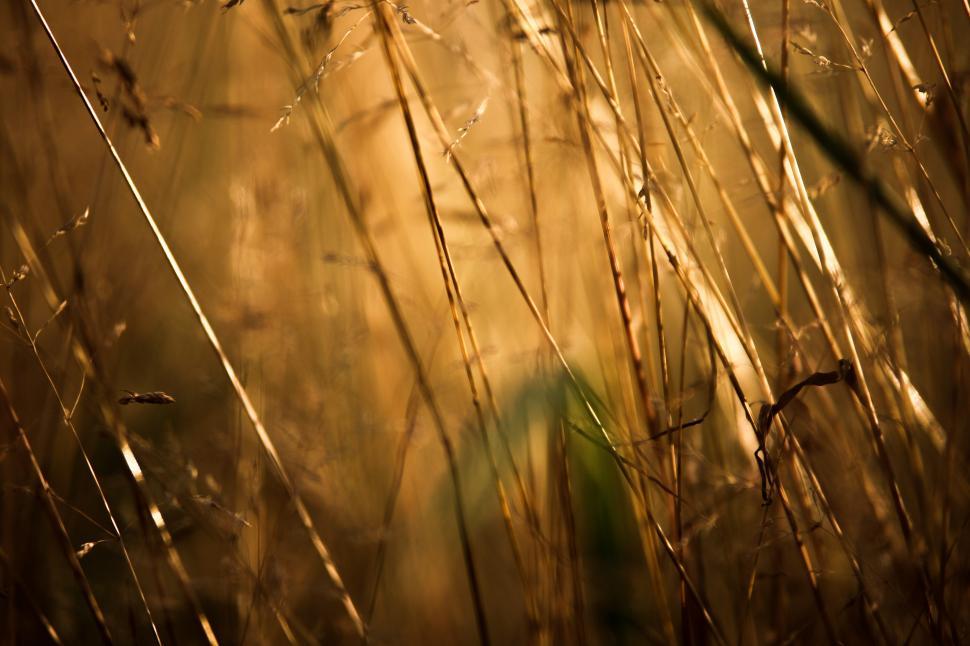 Free Image of Golden wheat field  