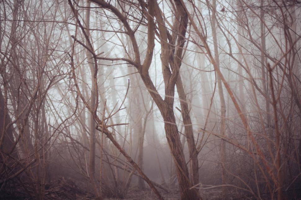 Free Stock Photo of Tree Branches | Download Free Images and Free ...