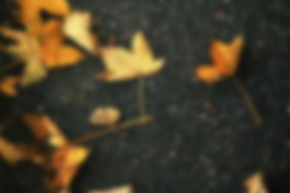 Free Image of Maple leaf 