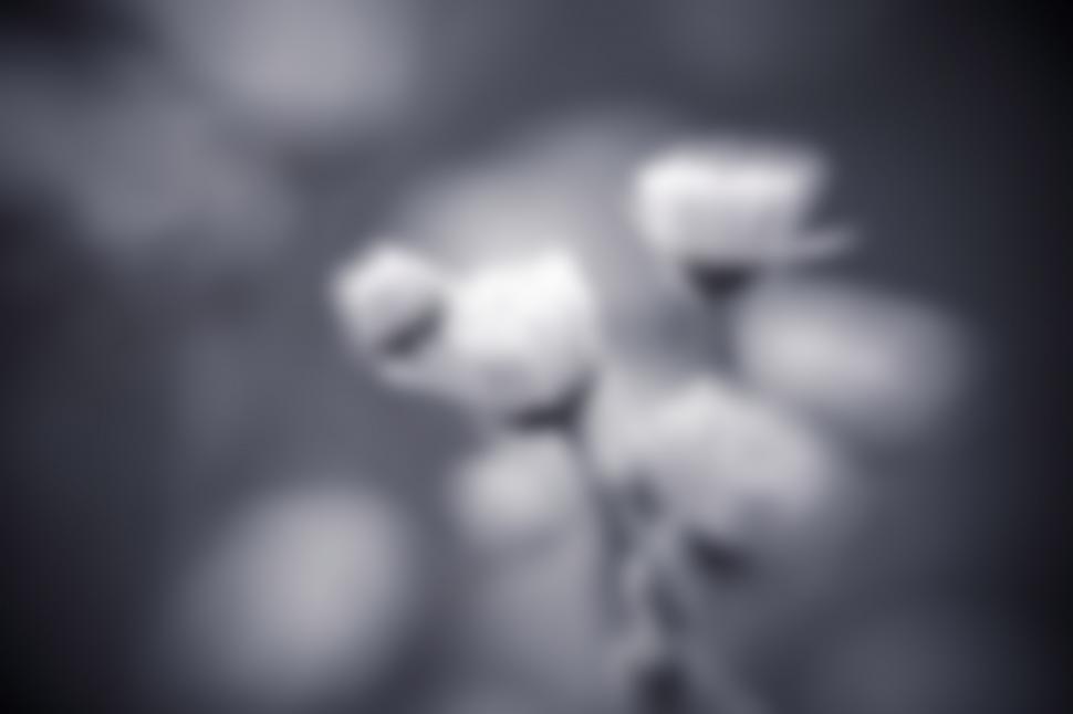 Free Image of Blurred flowers 