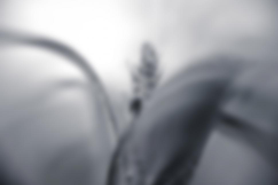 Free Image of Wheat field  