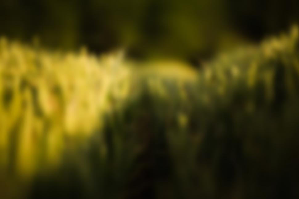 Free Image of Agricultural field  