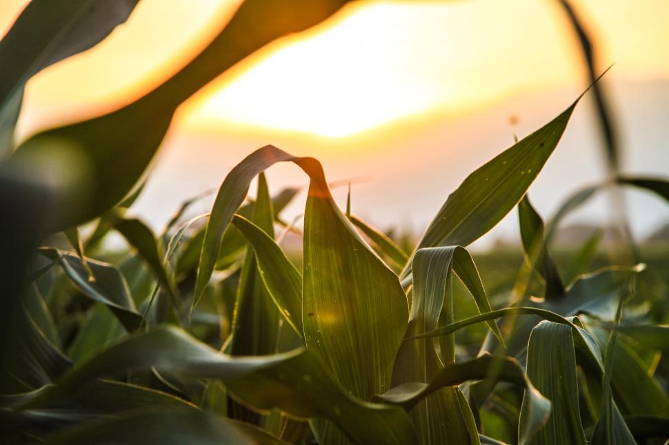 Free Image of Sunlight shining through leaves 