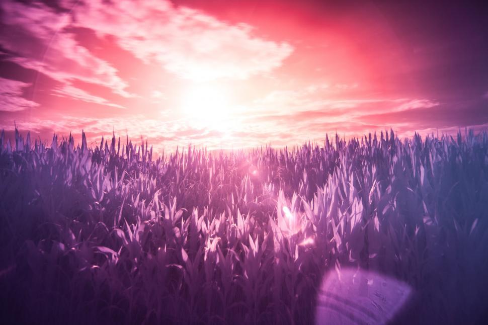 Free Image of Agricultural field  