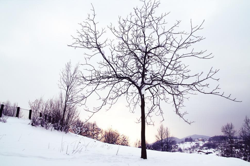 Free Image of Snowy tree 