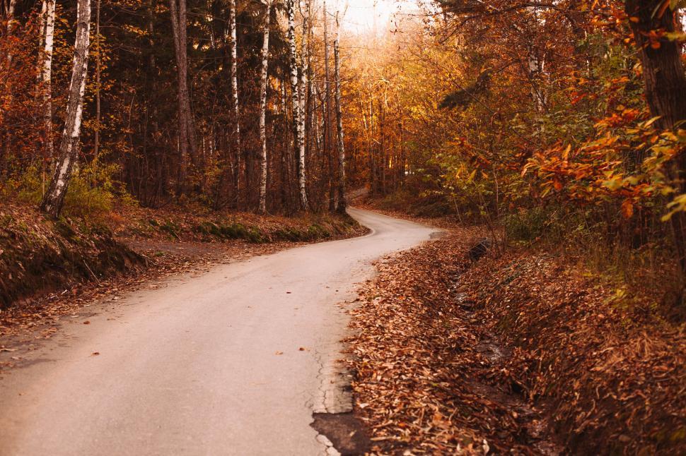 Free Image of Autumn forest 