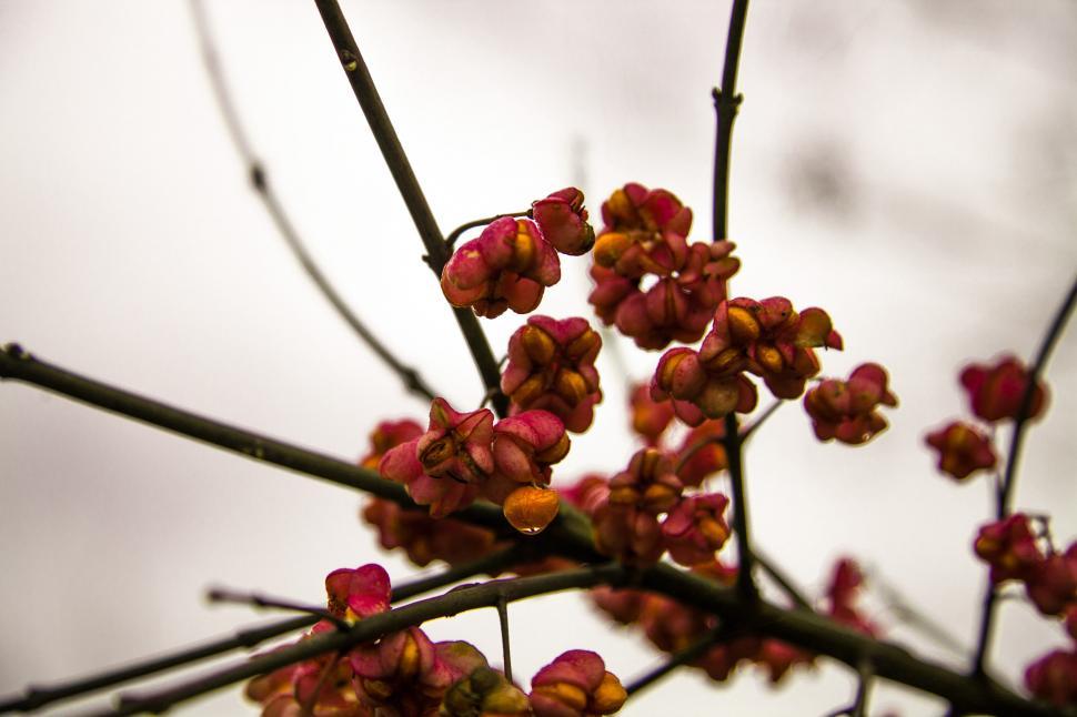 Free Image of Cherry trees 