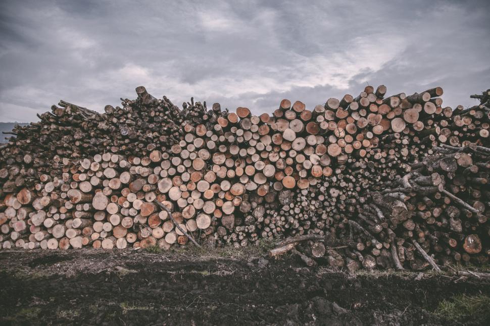 Free Image of Pile of wood logs 