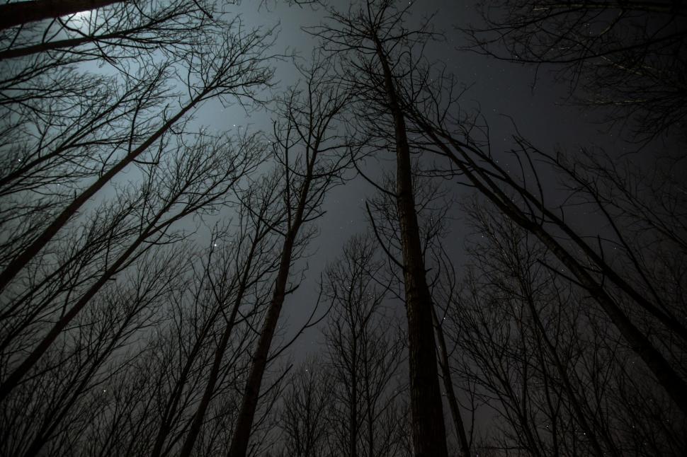Free Image of Looking up at trees 