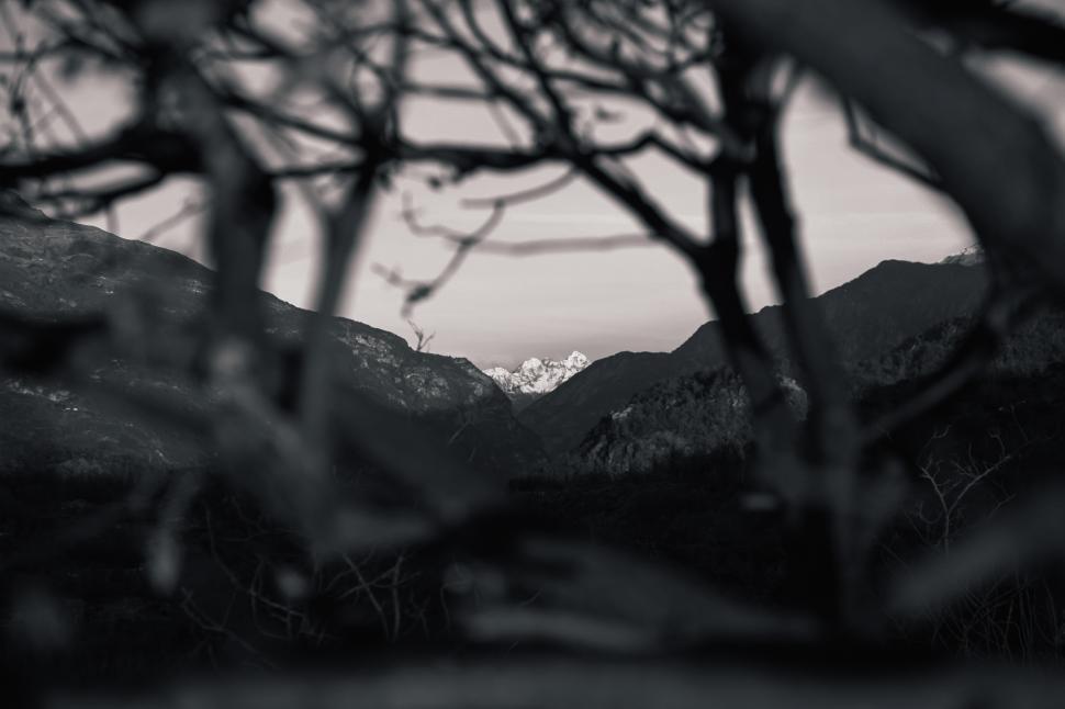 Free Image of Snowy mountains through tree branches 