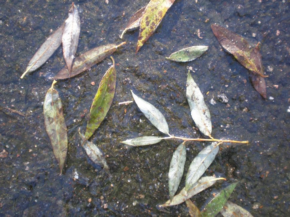 Free Image of Autumn leaves 