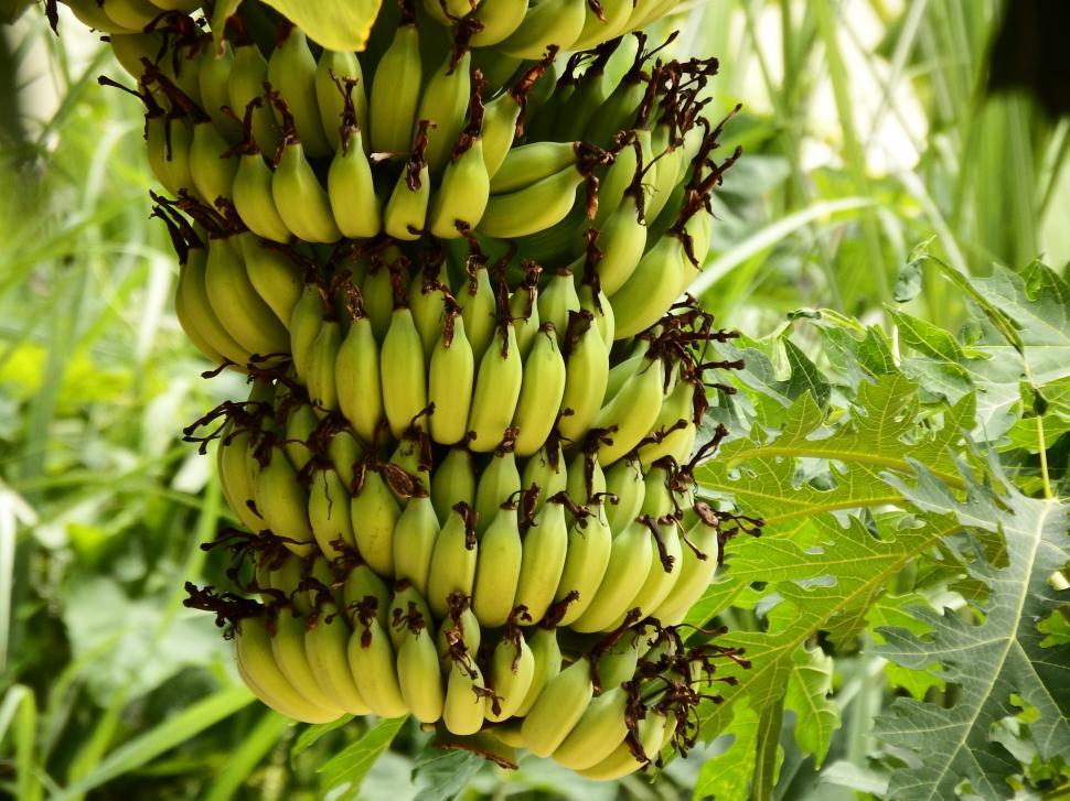 Raw green bananas on tree - Fresh long bananas on bunch in field tropical  fruit, Stock image