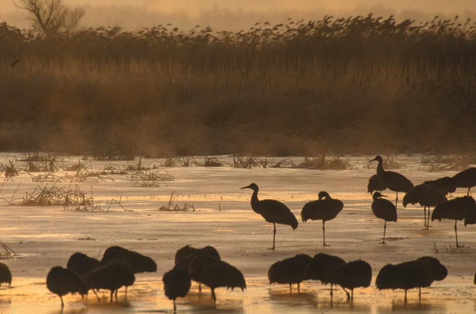 Free Image of Group of Snow Goose Chen caerulescens 